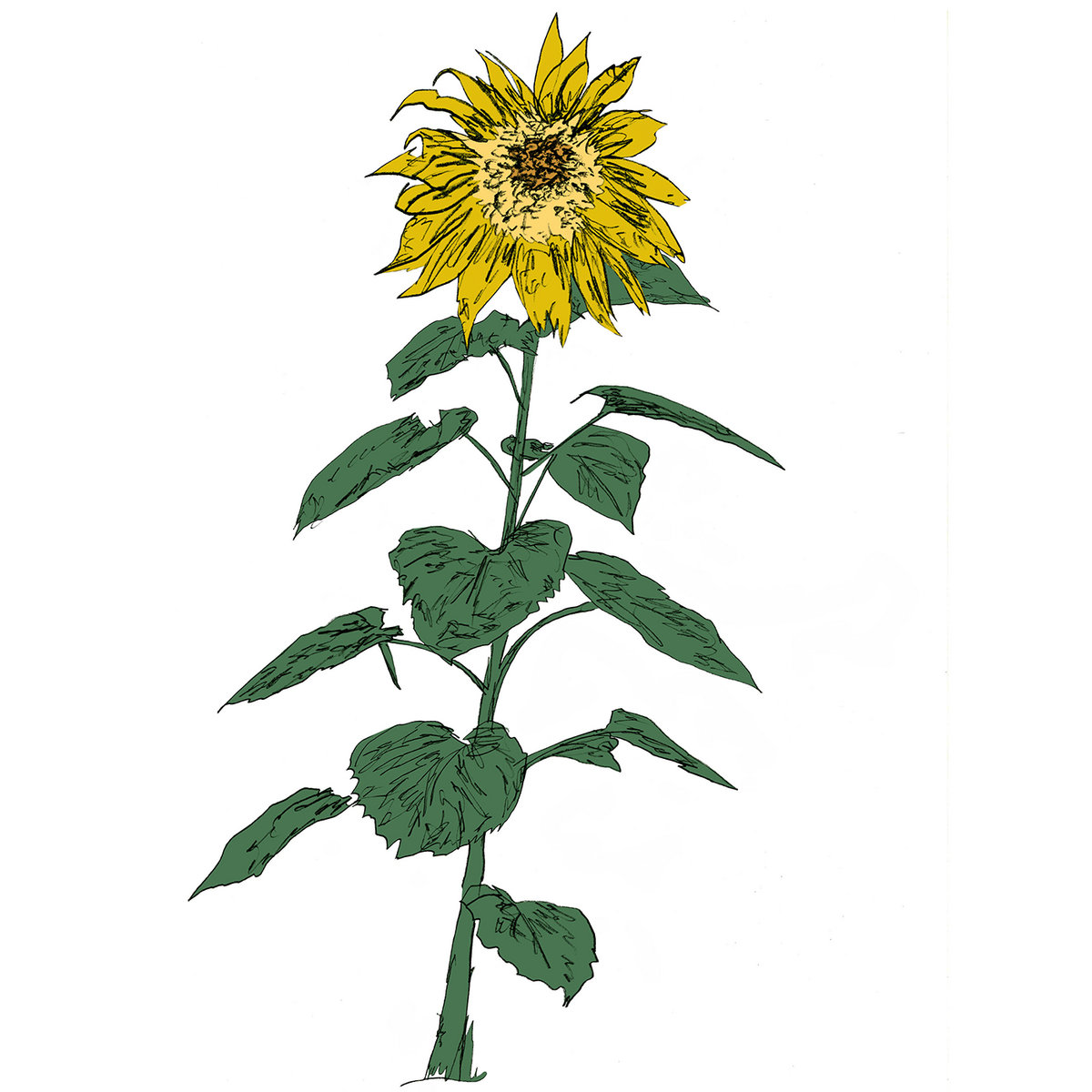 Album Review: Brian D’Souza – Music to Watch Seeds Grow By 007 (Sunflowers)